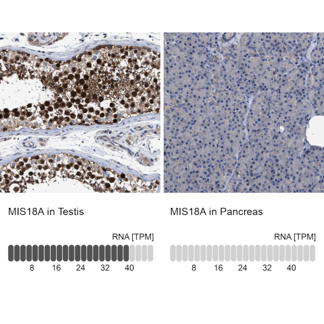 MIS18A Antibody in Immunohistochemistry (IHC)