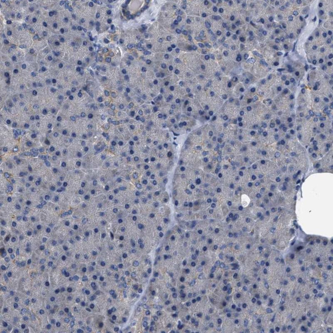 MIS18A Antibody in Immunohistochemistry (IHC)