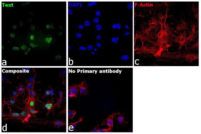 DPF2 Antibody in Immunocytochemistry (ICC/IF)