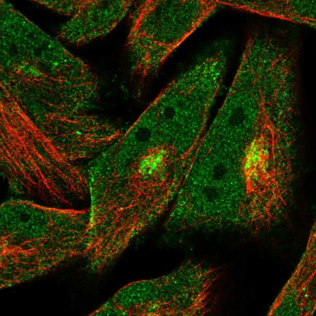 MURC Antibody in Immunocytochemistry (ICC/IF)