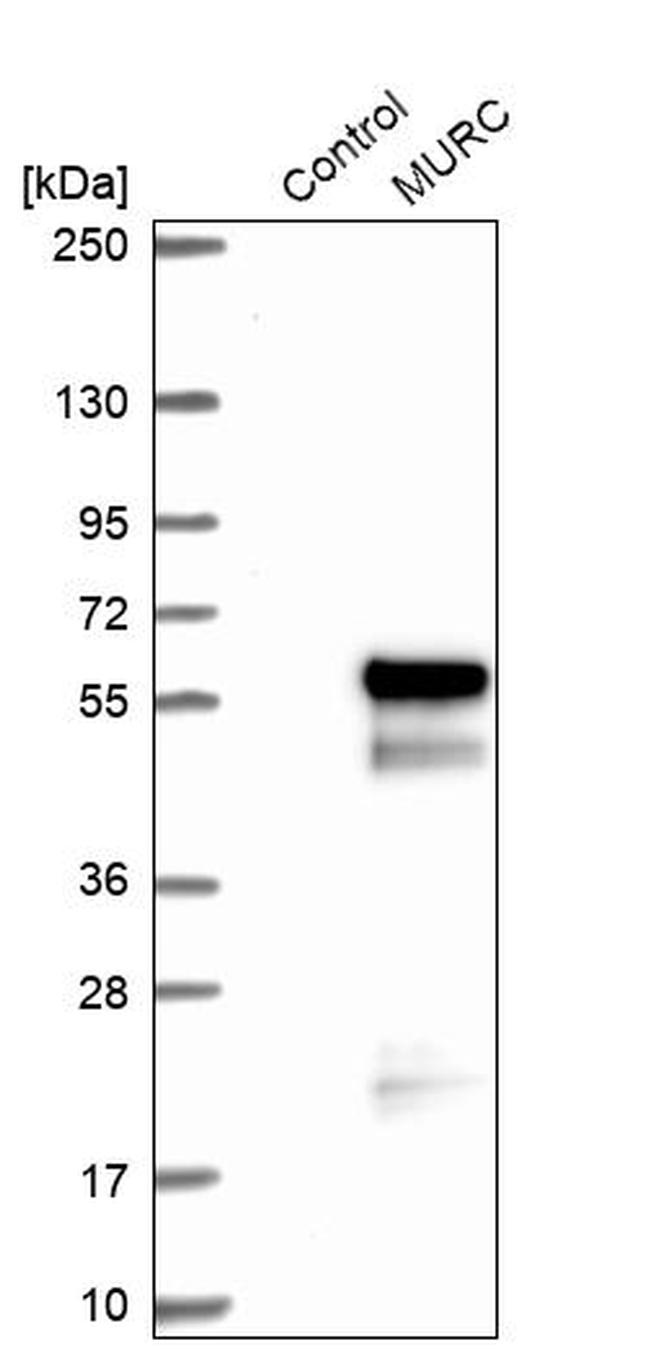 MURC Antibody in Western Blot (WB)