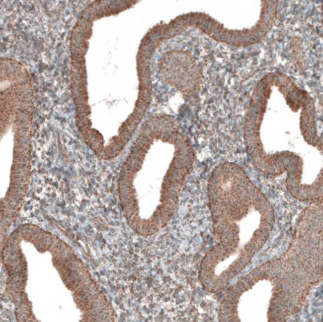 ZCCHC7 Antibody in Immunohistochemistry (IHC)