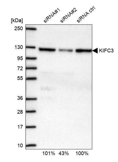 KIFC3 Antibody