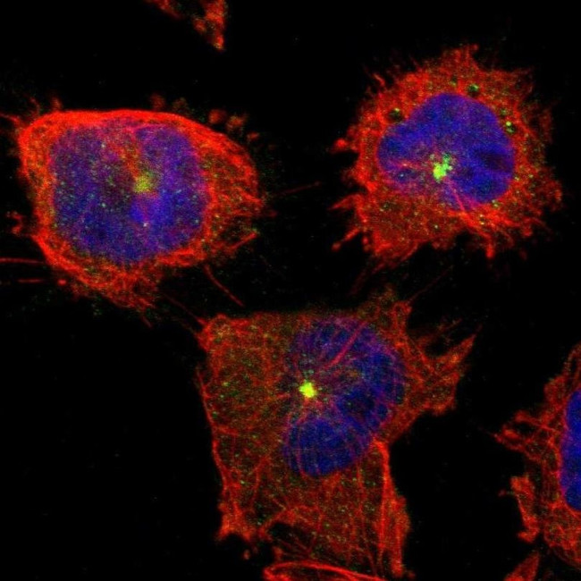 PTAR1 Antibody in Immunocytochemistry (ICC/IF)