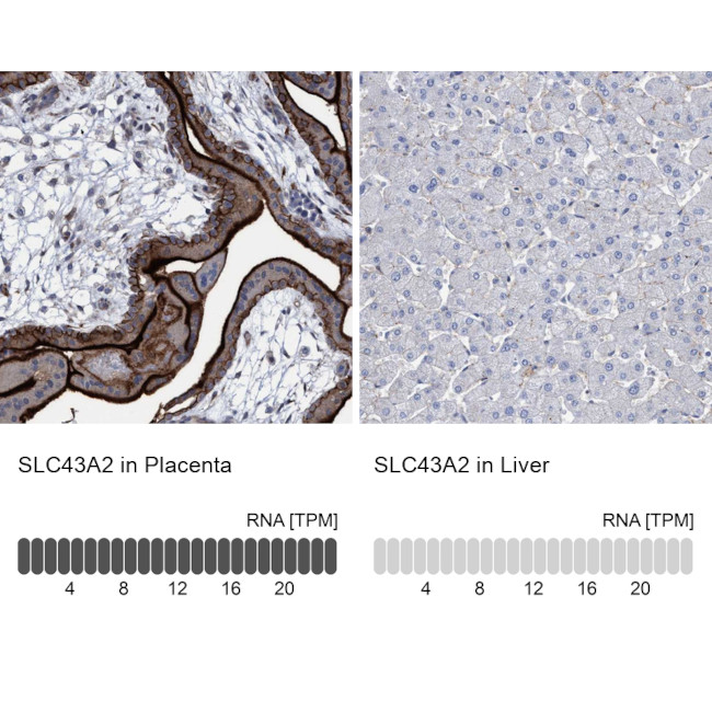 SLC43A2 Antibody