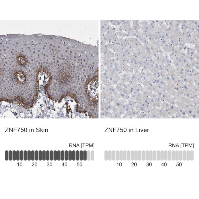 ZNF750 Antibody