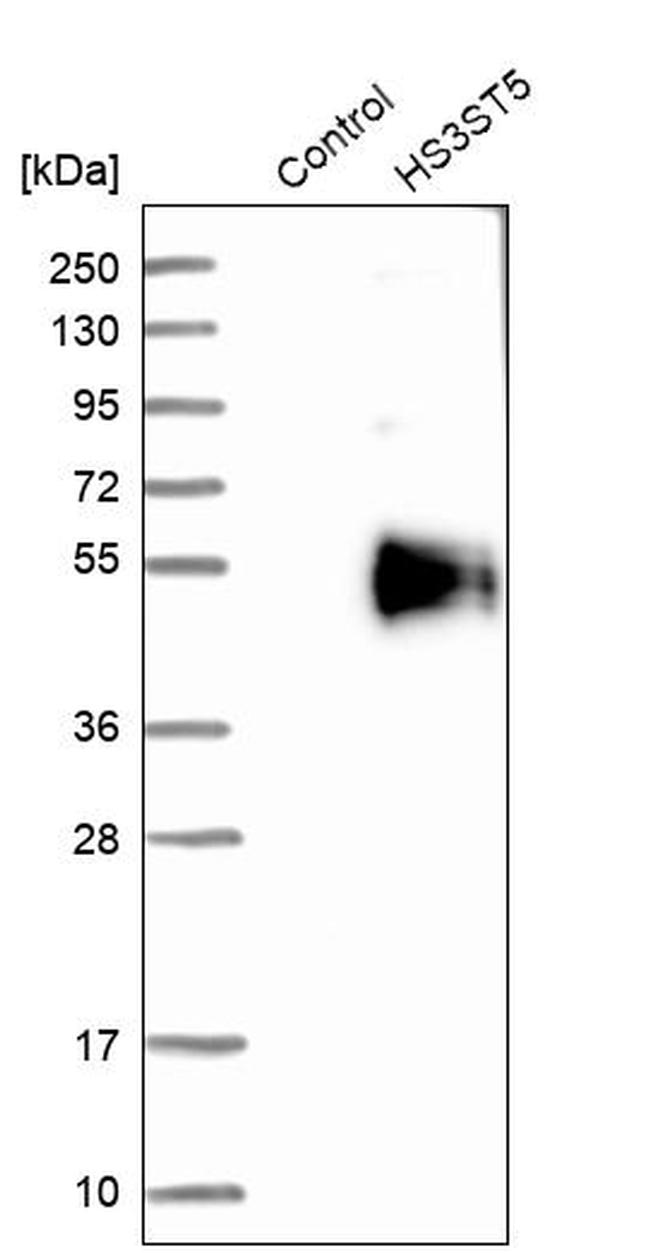 HS3ST5 Antibody in Western Blot (WB)