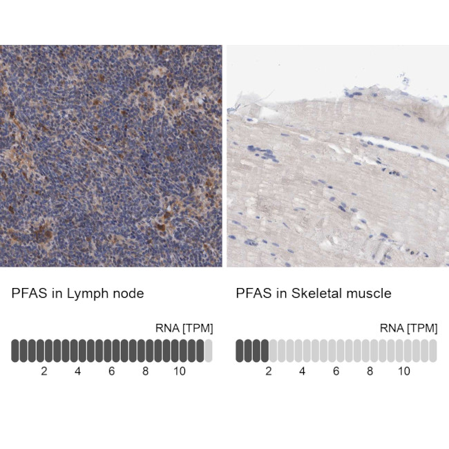 PFAS Antibody