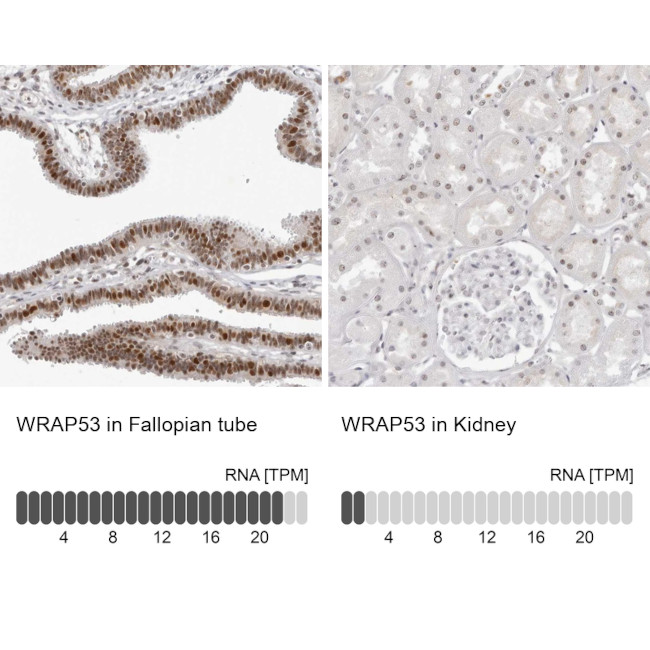 WRAP53 Antibody