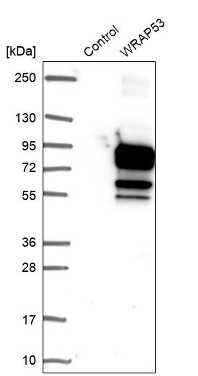 WRAP53 Antibody in Western Blot (WB)