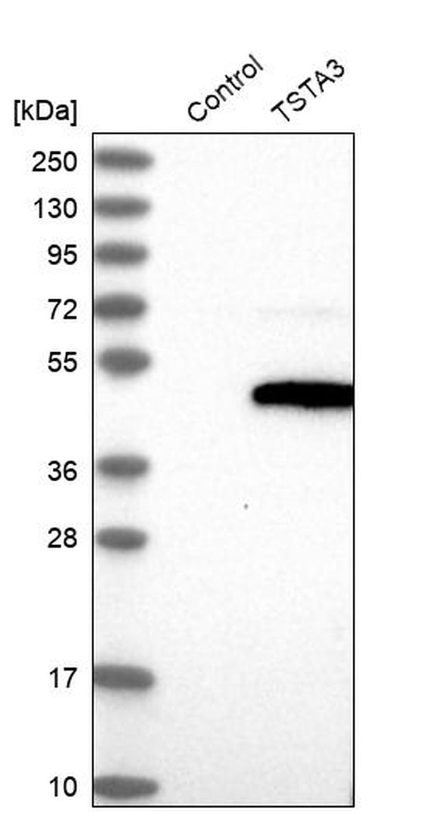 TSTA3 Antibody in Western Blot (WB)