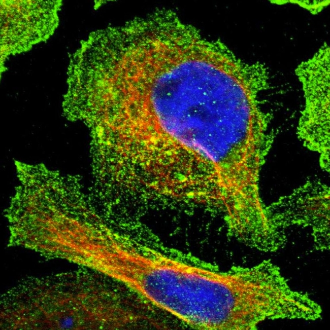 DUS1L Antibody in Immunocytochemistry (ICC/IF)