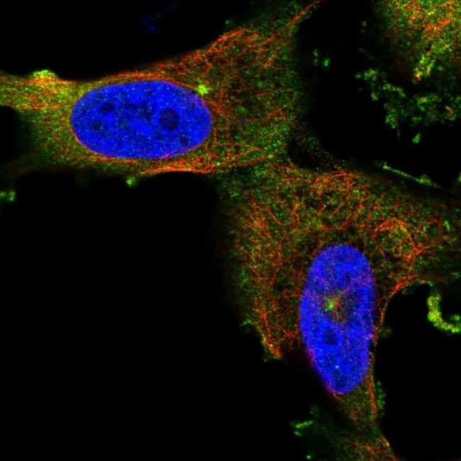 CEP55 Antibody in Immunocytochemistry (ICC/IF)