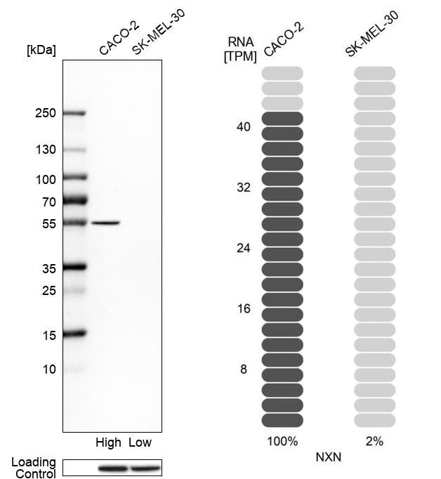 NXN Antibody