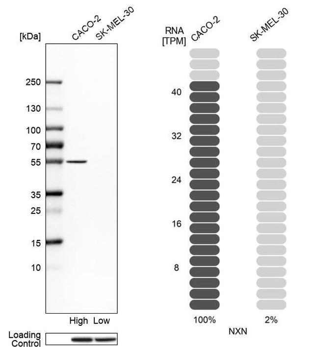 NXN Antibody in Western Blot (WB)