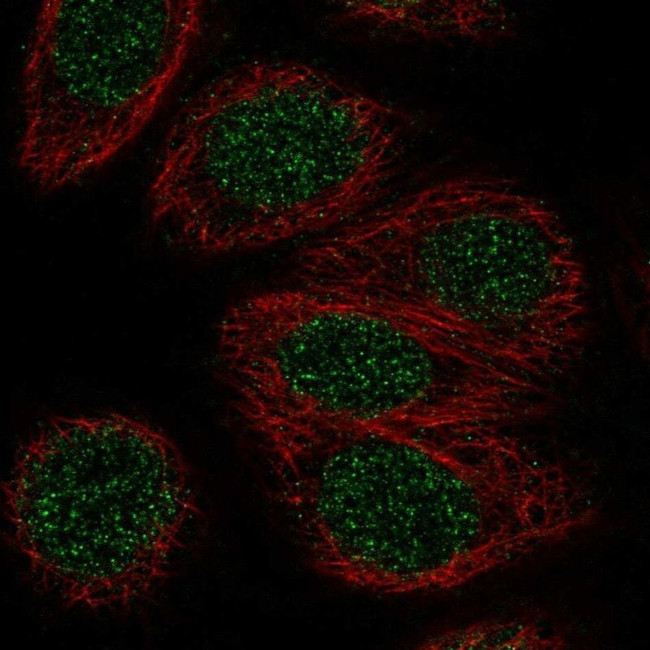 ZNF653 Antibody in Immunocytochemistry (ICC/IF)