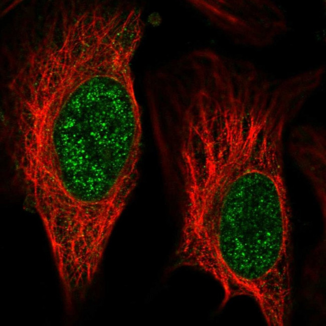 ZNF653 Antibody in Immunocytochemistry (ICC/IF)