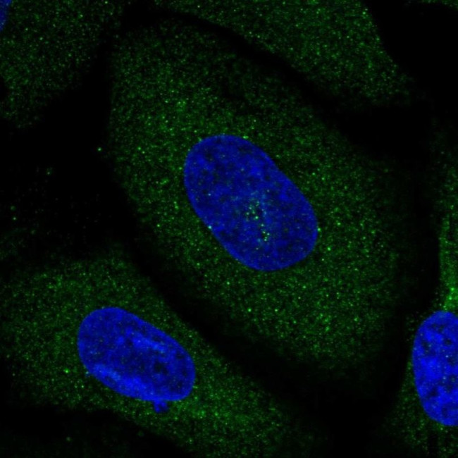 NCDN Antibody in Immunocytochemistry (ICC/IF)