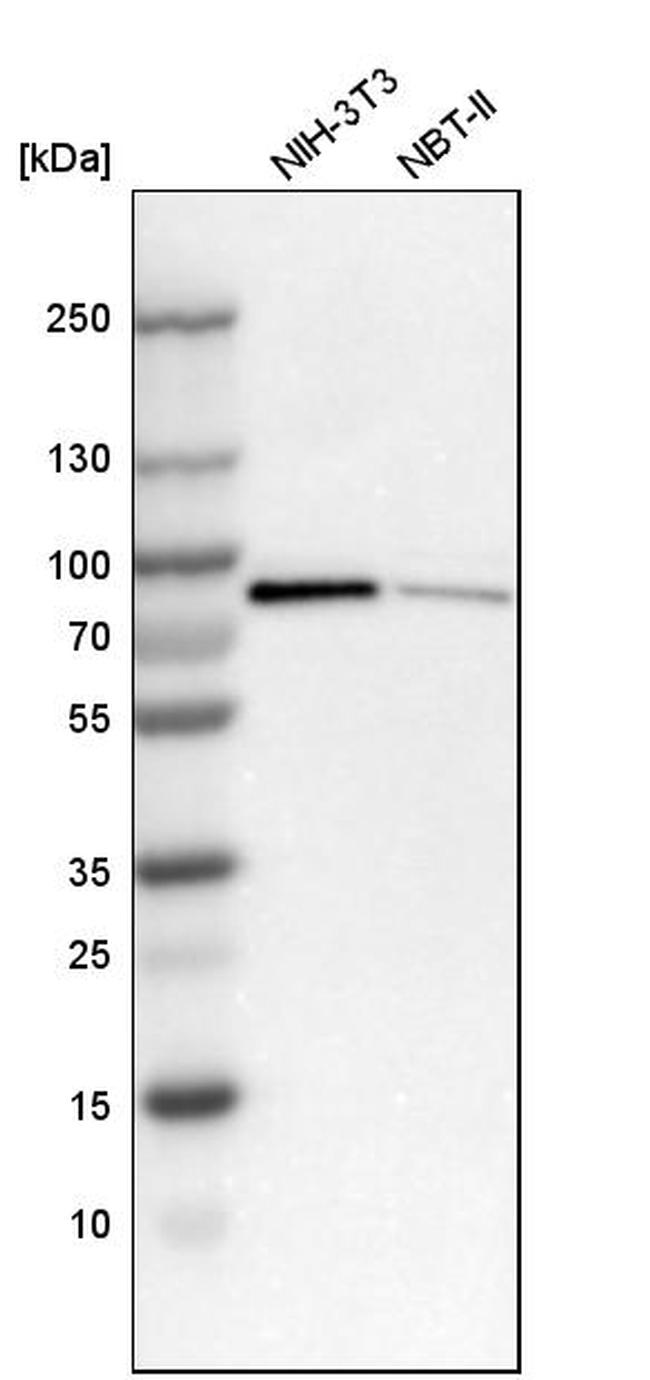 NCDN Antibody in Western Blot (WB)