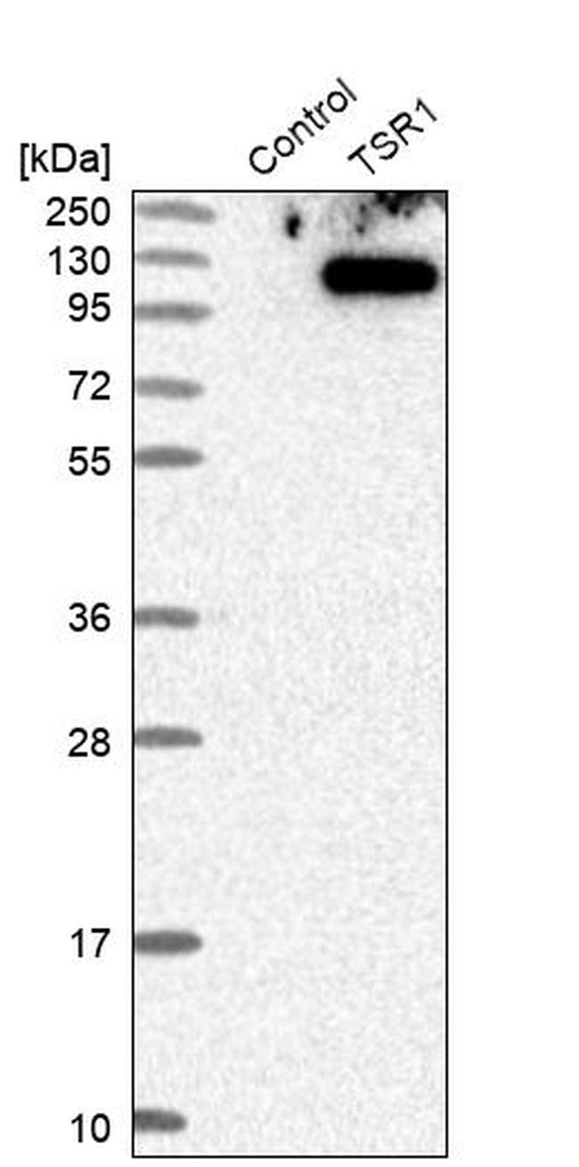 TSR1 Antibody in Western Blot (WB)