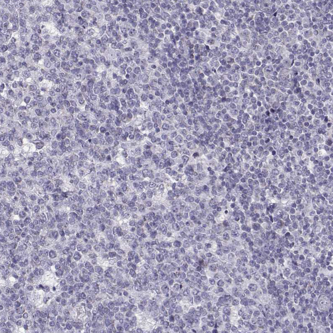 KLF17 Antibody in Immunohistochemistry (IHC)