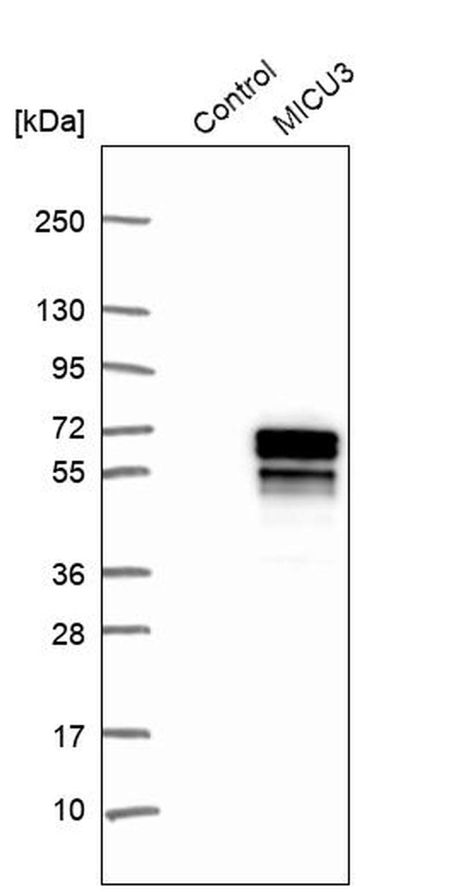 MICU3 Antibody in Western Blot (WB)