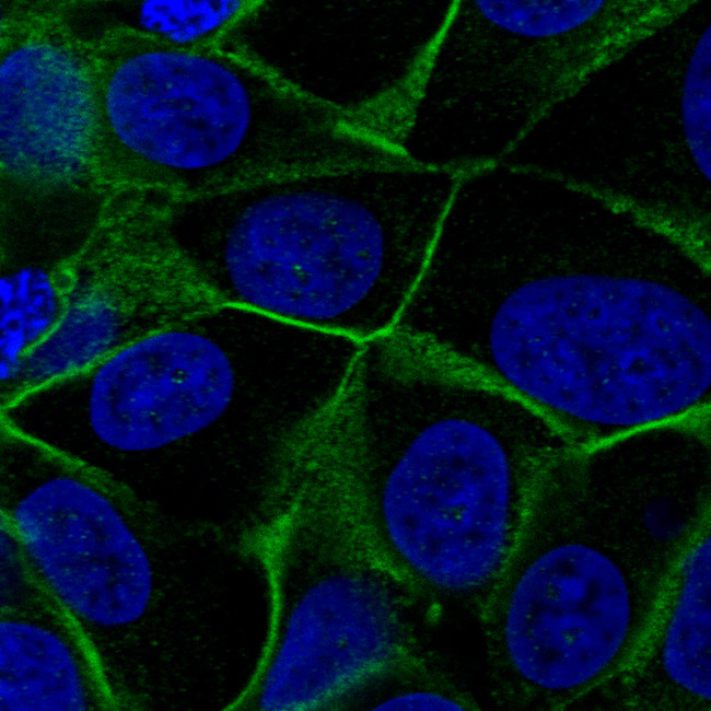 VANGL1 Antibody in Immunocytochemistry (ICC/IF)