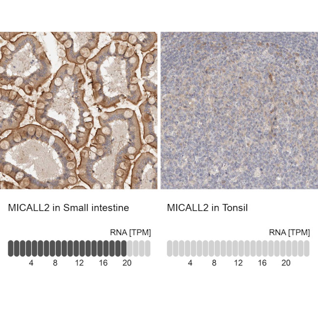 MICALL2 Antibody in Immunohistochemistry (IHC)