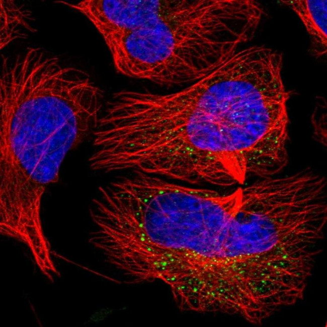 KIAA1731NL Antibody in Immunocytochemistry (ICC/IF)