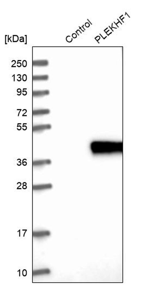 Phafin 1 Antibody in Western Blot (WB)