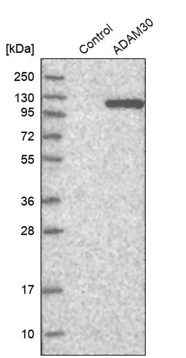 ADAM30 Antibody in Western Blot (WB)