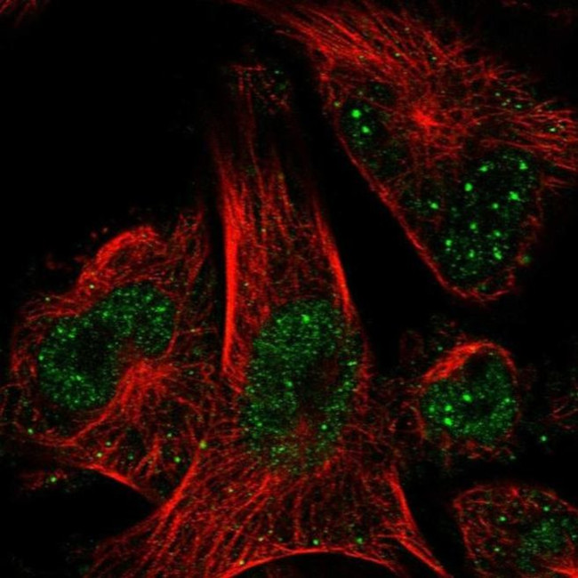 POLE2 Antibody in Immunocytochemistry (ICC/IF)