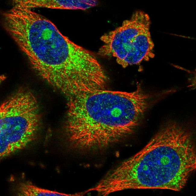 CCDC21 Antibody in Immunocytochemistry (ICC/IF)