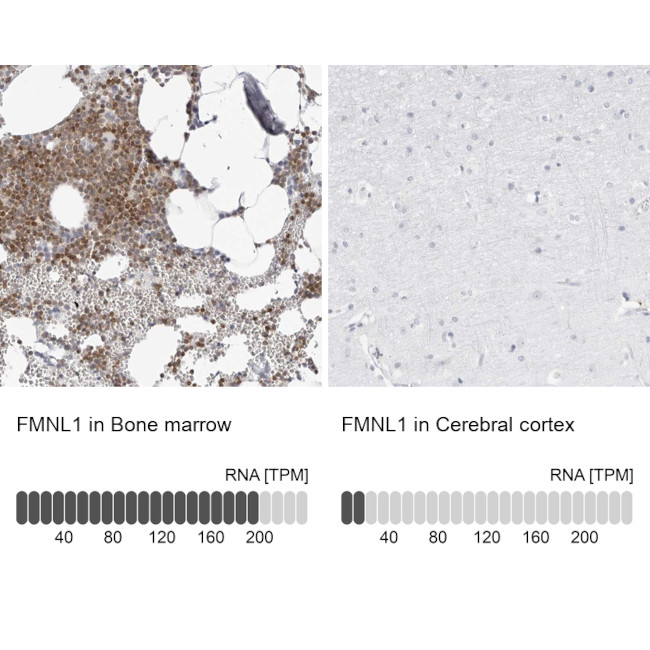 FMNL1 Antibody