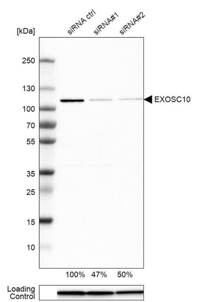 EXOSC10 Antibody