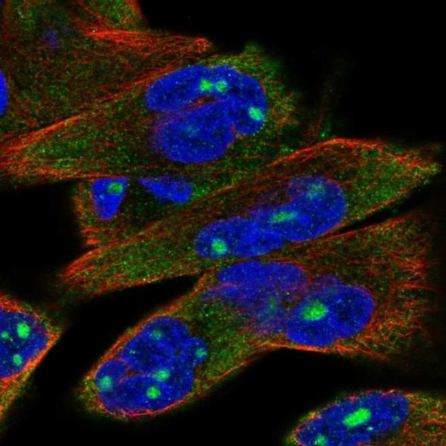 P2X6 Antibody in Immunocytochemistry (ICC/IF)