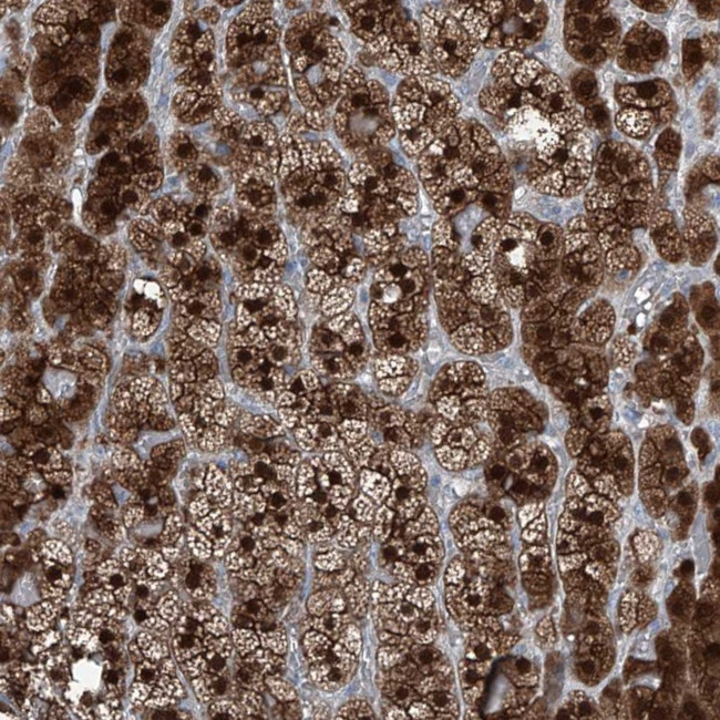 RGN Antibody in Immunohistochemistry (IHC)