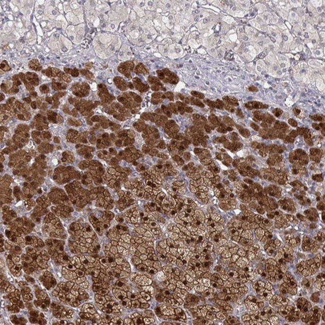 RGN Antibody in Immunohistochemistry (IHC)