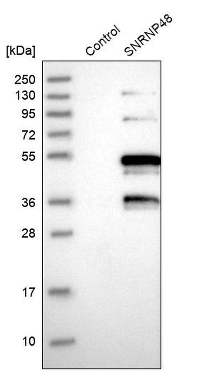 SNR48 Antibody in Western Blot (WB)