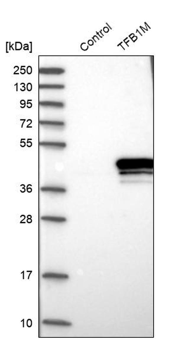 TFB1M Antibody in Western Blot (WB)