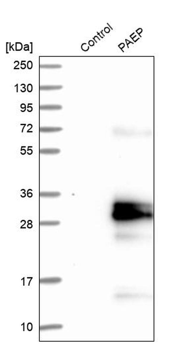 PAEP Antibody in Western Blot (WB)