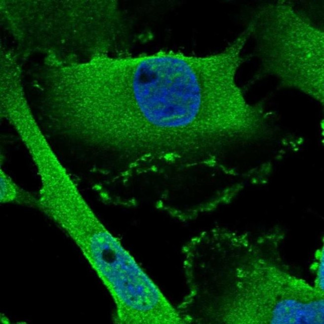 PCLO Antibody in Immunocytochemistry (ICC/IF)