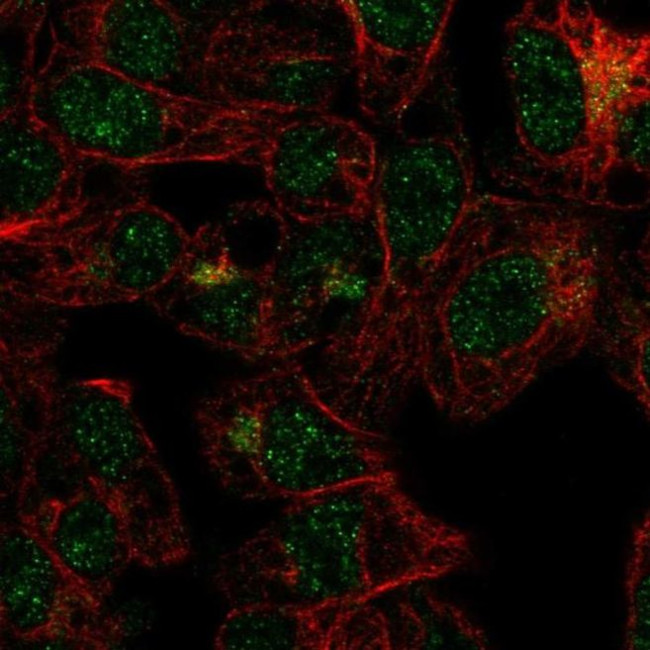 FBXO31 Antibody in Immunocytochemistry (ICC/IF)