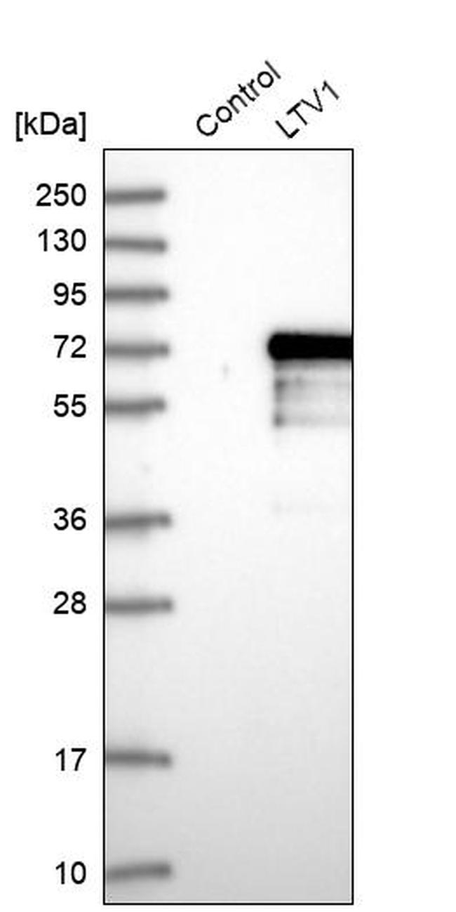 LTV1 Homolog Antibody in Western Blot (WB)