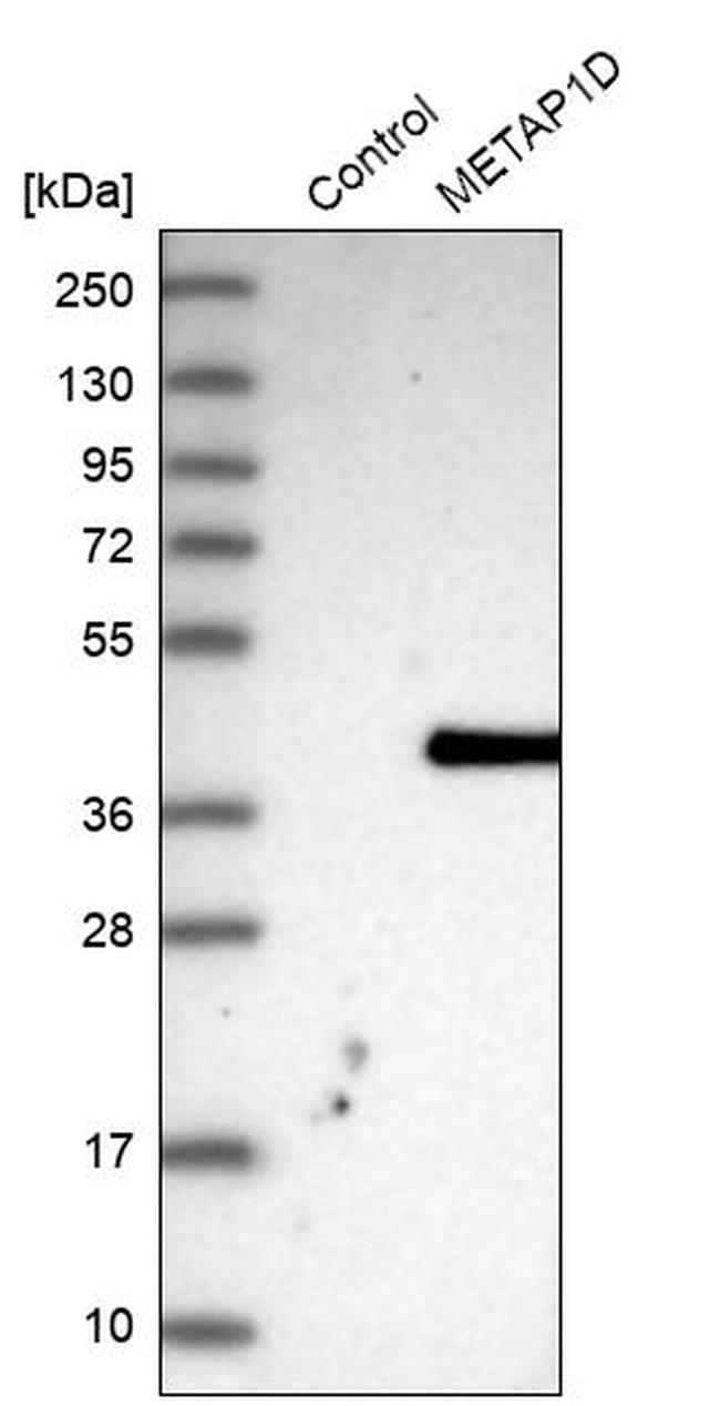 METAP1D Antibody in Western Blot (WB)