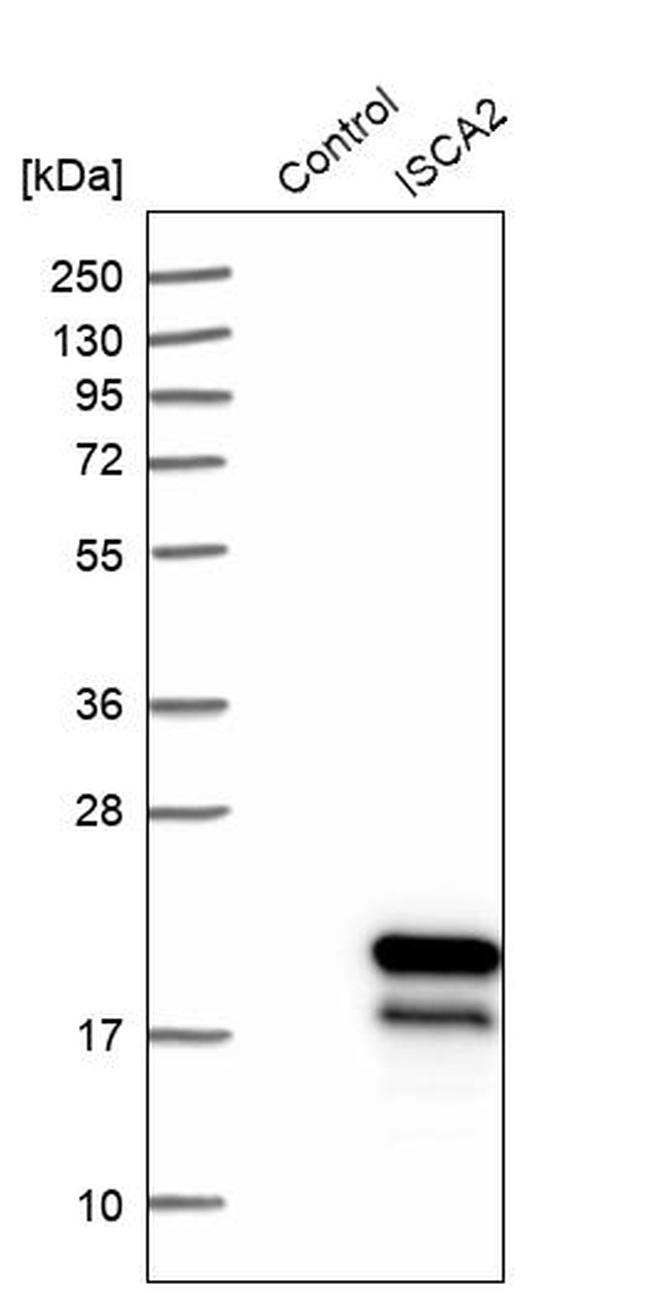 ISCA2 Antibody in Western Blot (WB)