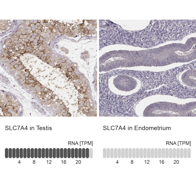 SLC7A4 Antibody