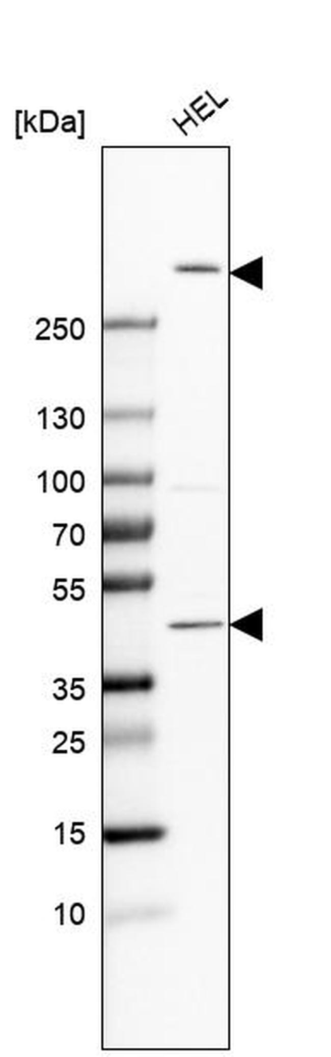 FRYL Antibody in Western Blot (WB)