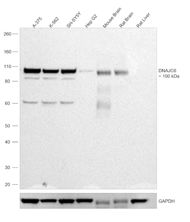 DNAJC6 Antibody in Western Blot (WB)