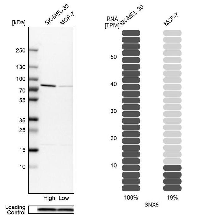 SNX9 Antibody in Western Blot (WB)